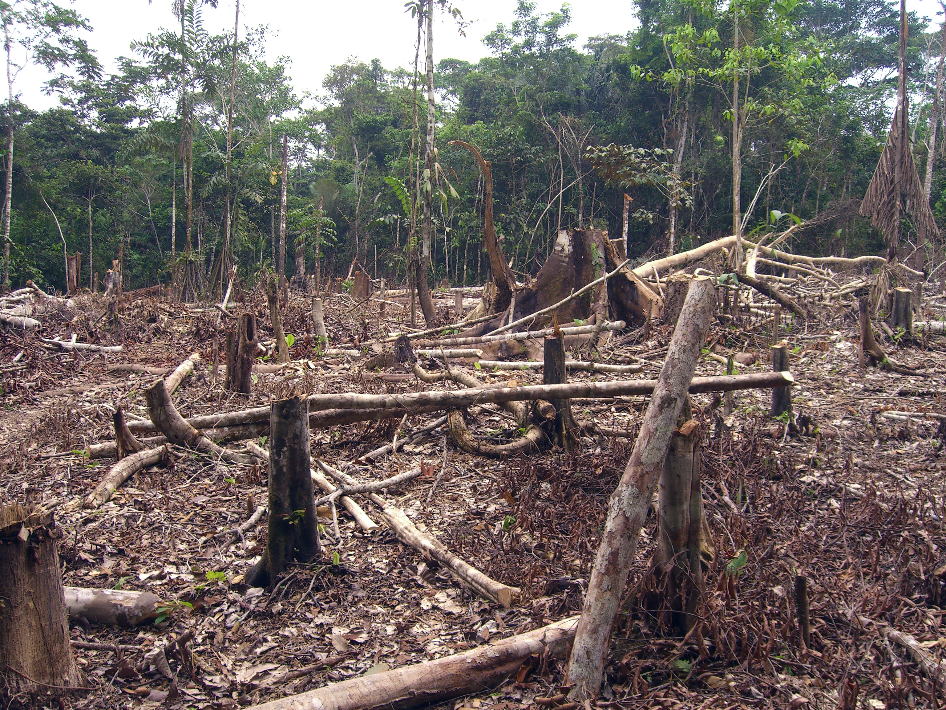 South American Leaders Sign Environmental Pact To Protect Amazon Latin America News Dispatch